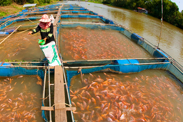 Fishery Science