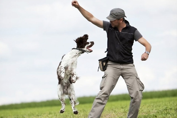 Service Dog Training