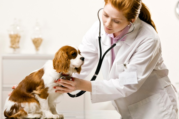 Doctor of veterinary medicine resume