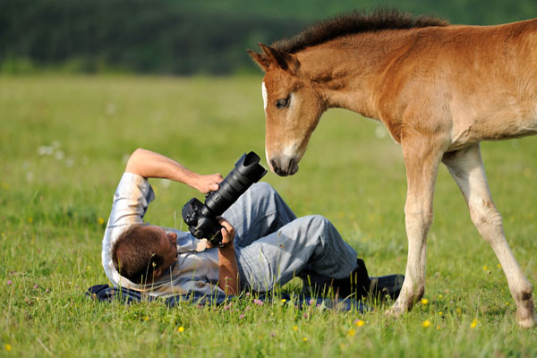 Wildlife/Nature Photography